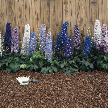 Delphinium elatum Magic Fountain '' (131838)