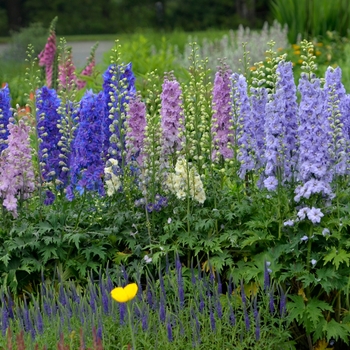 Delphinium elatum New Millennium™ 'Dwarf Stars' (131844)