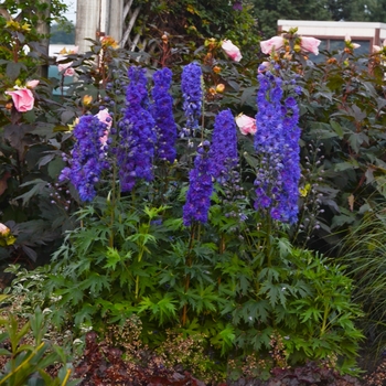 Delphinium elatum New Millennium™ 'Pagan Purples' (131846)