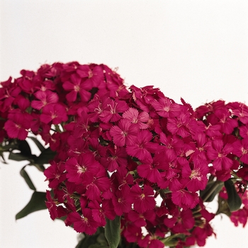 Dianthus Amazon™ 'Neon Cherry' (131987)