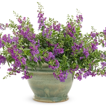 Angelonia Angelface® 'Cascade Blue' (131990)