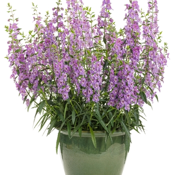 Angelonia Angelface® 'Steel Blue' (132000)