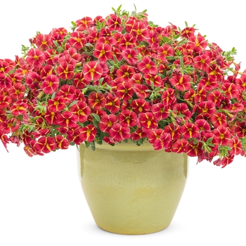 Calibrachoa Superbells® 'Cardinal Star™' (132009)