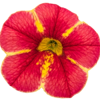 Calibrachoa Superbells® 'Cardinal Star™' (132010)