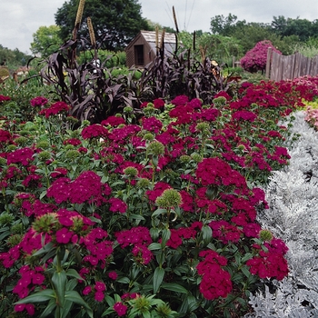 Dianthus Amazon™ 'Neon Duo' (132017)