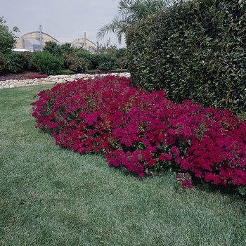 Dianthus Amazon™ 'Neon Duo' (132019)