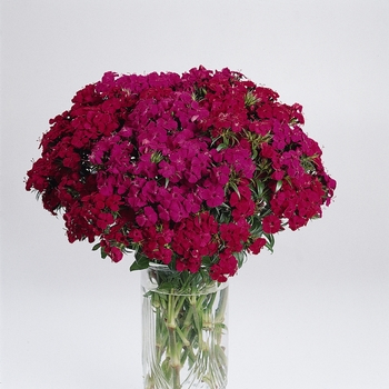 Dianthus Amazon™ 'Neon Duo' (132020)