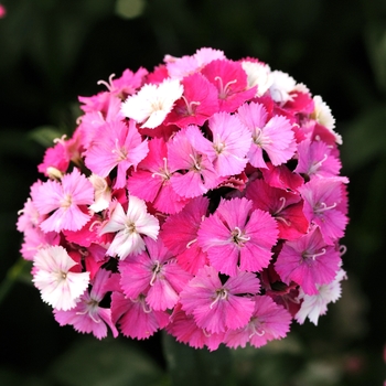 Dianthus Amazon™ 'Rose Magic' (132021)