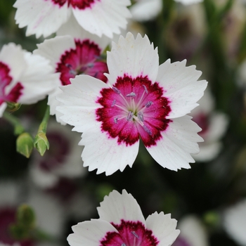 Dianthus deltoides 'Arctic Fire' (132023)