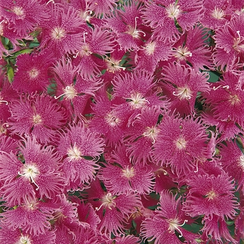 Dianthus Bouquet™ 'Purple' (132025)