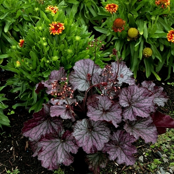 Heuchera Northern Exposure™ 'Purple' (132032)