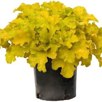 Heuchera 'Lemon Supreme' (132034)