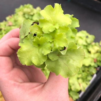 Heuchera 'Lemon Supreme' (132035)