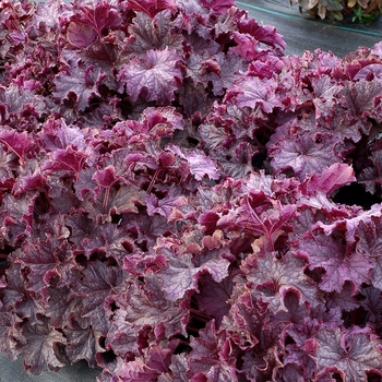 Heuchera Grande™ 'Amethyst' (132037)