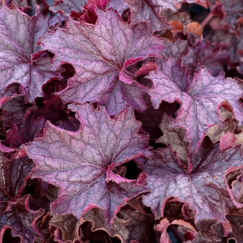 Heuchera Grande™ 'Amethyst' (132038)