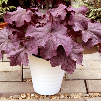 Heuchera Grande™ 'Amethyst' (132039)