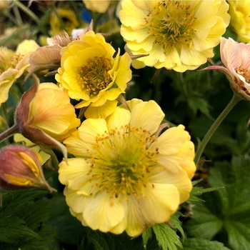 Geum Tempo™ '' (132046)