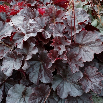 Heuchera Northern Exposure™ 'Black' (132048)