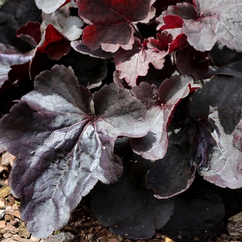 Heuchera Northern Exposure™ 'Black' (132049)