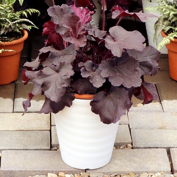 Heuchera Northern Exposure™ 'Black' (132050)