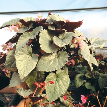 Begonia Silver™ 'Treasure' (132054)