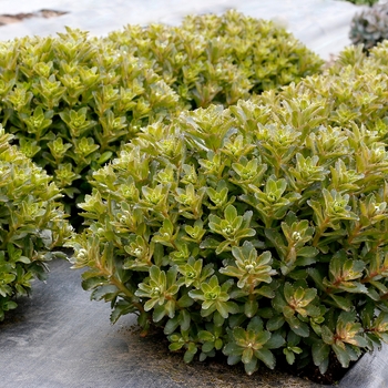 Sedum telephium 'Double Martini' (132057)