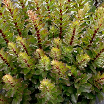 Sedum telephium 'Double Martini' (132058)