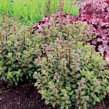 Sedum telephium 'Double Martini' (132059)