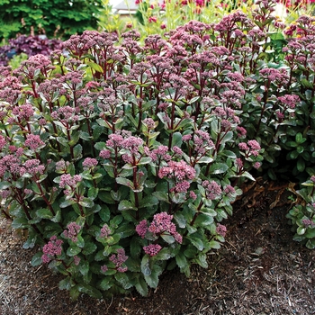 Sedum telephium 'Double Martini' (132060)