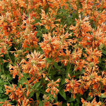 Agastache Poquito™ 'Orange' (132062)