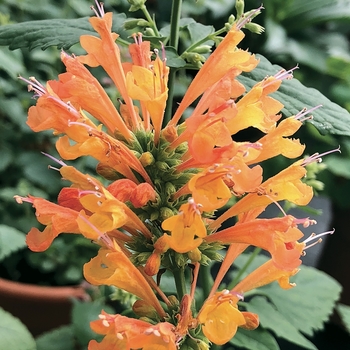 Agastache Poquito™ 'Orange' (132063)