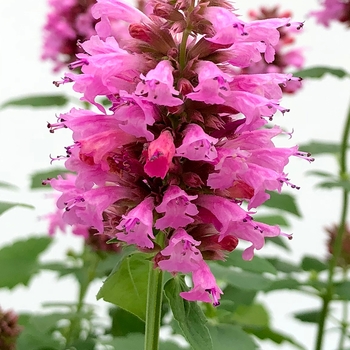 Agastache Poquito™ 'Lavender' (132065)