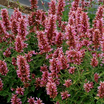 Agastache Poquito™ 'Lavender' (132066)