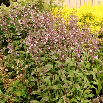 Penstemon digitalis Dakota™ 'Verde' (132067)