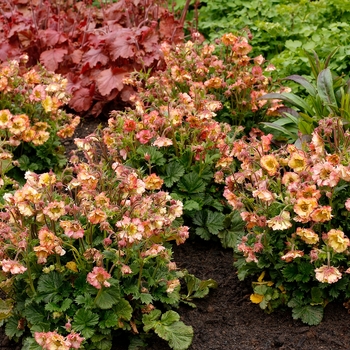 Geum Pretticoats™ 'Peach' (132069)