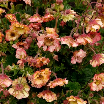 Geum Pretticoats™ 'Peach' (132070)