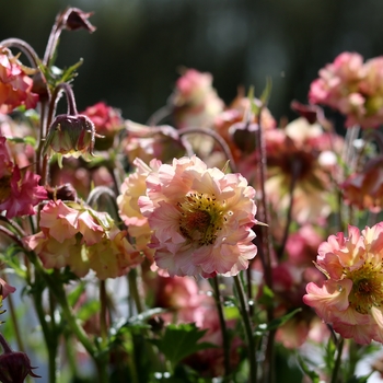 Geum Pretticoats™ 'Peach' (132072)