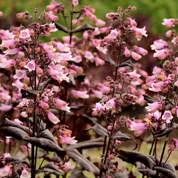 Penstemon digitalis Dakota™ 'Burgundy' (132074)