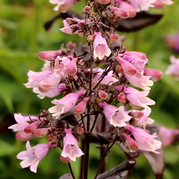 Penstemon digitalis Dakota™ 'Burgundy' (132075)