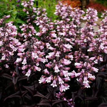 Penstemon digitalis Dakota™ 'Burgundy' (132076)