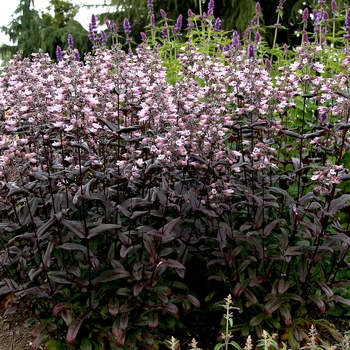 Penstemon digitalis Dakota™ 'Burgundy' (132077)