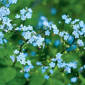 Brunnera macrophylla Alchemy™ 'Pewter' (132082)