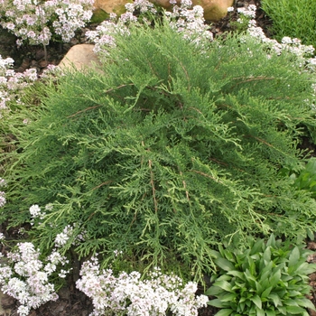 Microbiota decussata 'Celtic Pride®' (132097)