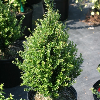 Ilex crenata 'Patti O Box®' (132099)