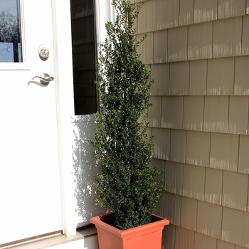 Ilex crenata 'Patti O Box®' (132101)