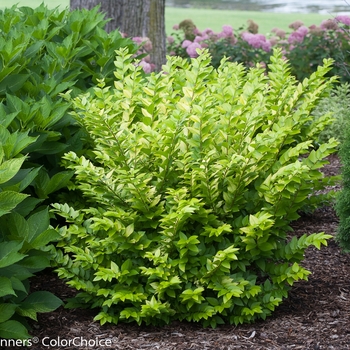 Ligustrum x vicaryi 'Golden Ticket®' (132103)