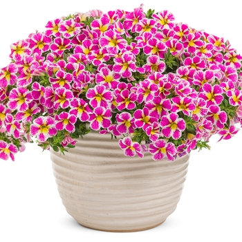 Calibrachoa Superbells® 'Holy Cow!™' (132154)