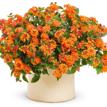 Lantana camara Luscious® 'Marmalade' (132163)