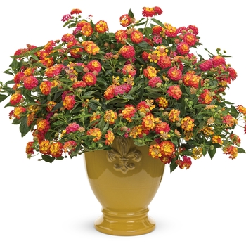 Lantana camara Luscious® 'Berry Blend™' (132164)