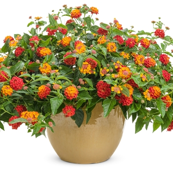 Lantana camara Luscious® 'Citrus Blend™' (132166)